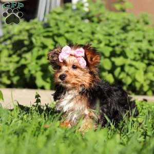 Bella, Yorkie Puppy